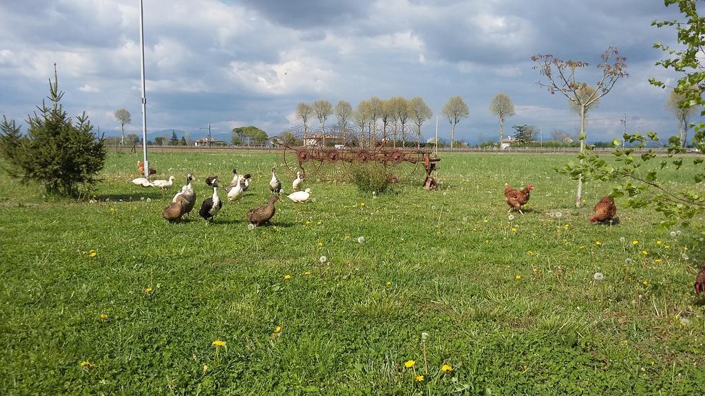 B&B Al Vecchio Confine Cervignano del Friuli Eksteriør billede